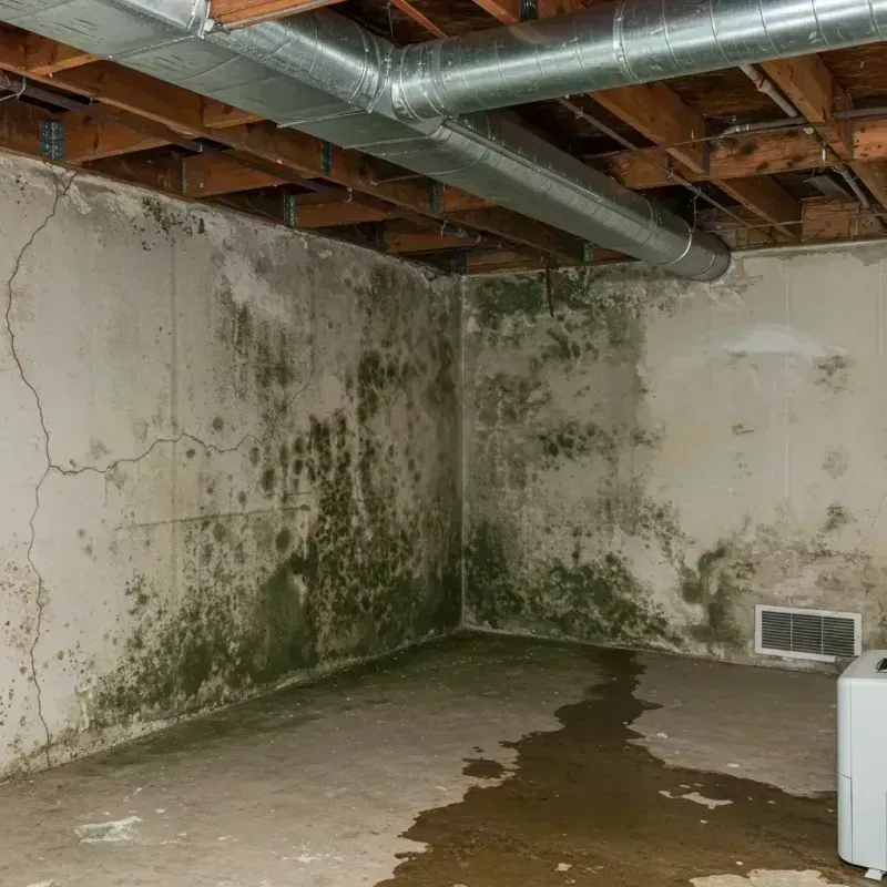 Professional Mold Removal in Brewster Hill, NY